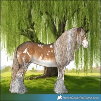 Horse Color:White Spotted Chocolate Palomino 