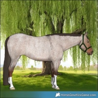 Horse Color:Liver Red Dun Roan Rabicano 