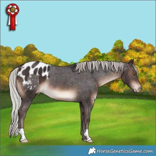 Horse Color:Silver Brown Appaloosa Rabicano 