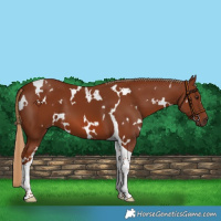 Horse Color:White Spotted Chestnut Tobiano 