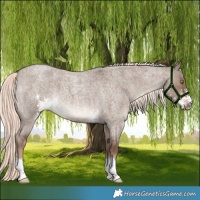 Horse Color:Liver Red Dun Roan Mushroom Sabino 
