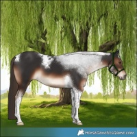 Horse Color:Liver Chestnut Tobiano 