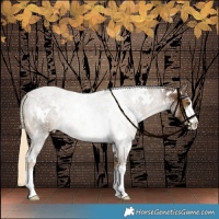 Horse Color:White Spotted Chocolate Palomino Rabicano