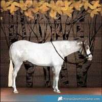 Horse Color:White Spotted Chocolate Palomino Rabicano