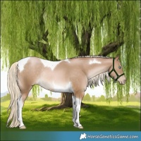 Horse Color:Chocolate Palomino Pearl Tobiano Rabicano 