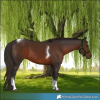 Horse Color:White Spotted Liver Chestnut Tobiano 