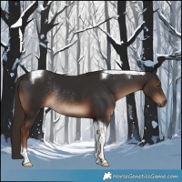 Horse Color:Liver Chestnut Tobiano Rabicano 