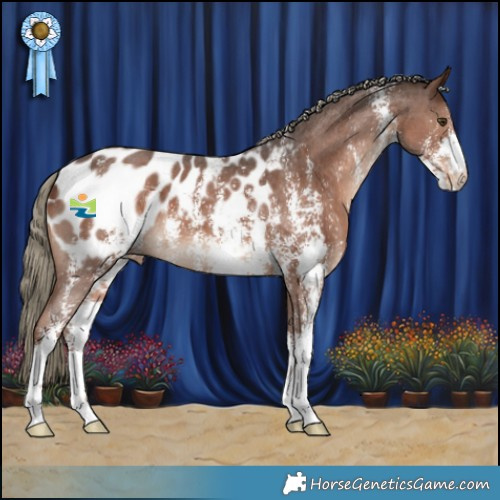 Horse Color:Liver Chestnut Mushroom Sabino Appaloosa 