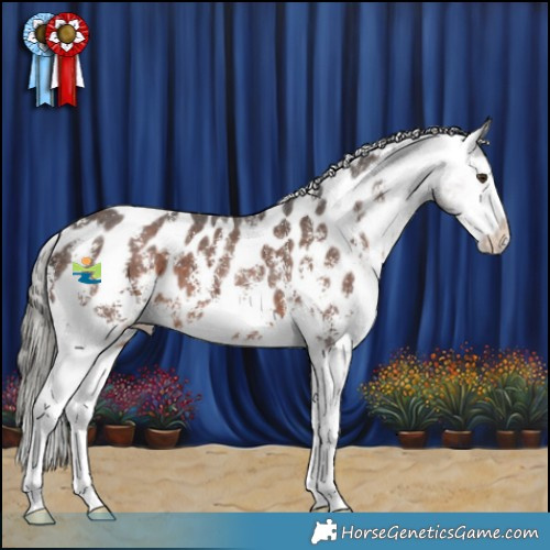 Horse Color:Liver Chestnut Mushroom Sabino Appaloosa 