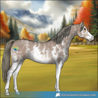 Horse Color:Liver Red Dun Mushroom Sabino 