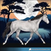 Horse Color:Platinum White Spotted Liver Red Dun Roan Rabicano 