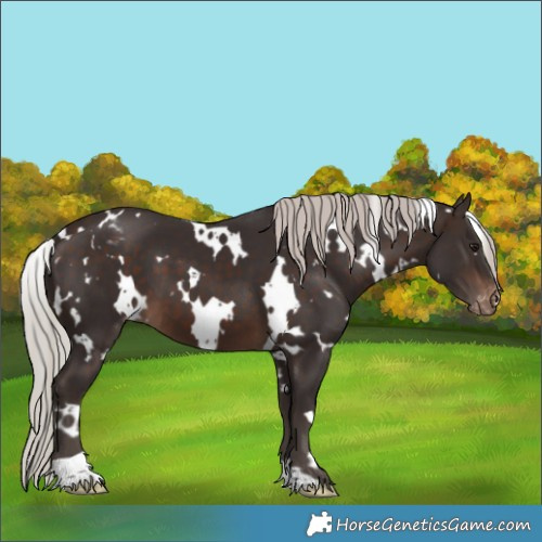 Horse Color:White Spotted Silver Brown Appaloosa 