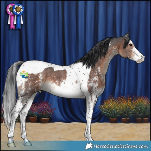 Horse Color:Brown Sabino Tobiano 