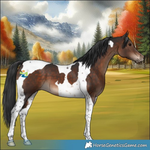 Horse Color:Brown Tobiano