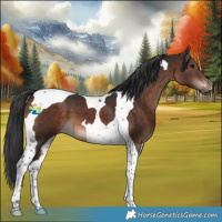 Horse Color:Brown Tobiano 