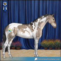 Horse Color:White Spotted Brown Dun Tobiano 