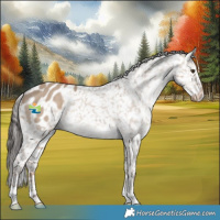 Horse Color:Liver Red Dun Appaloosa 