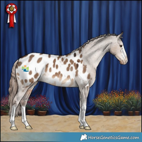 Horse Color:Liver Red Dun Appaloosa 