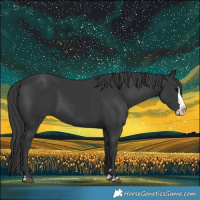 Horse Color:Black Splash