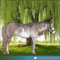 Horse Color:White Spotted Liver Red Dun Sabino Rabicano Brindle