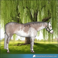 Horse Color:White Spotted Liver Red Dun Mushroom Sabino Rabicano