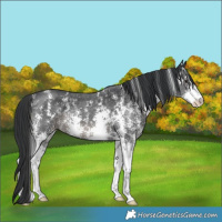 Horse Color:Black Sabino 