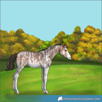 Horse Color:Bay Sabino 