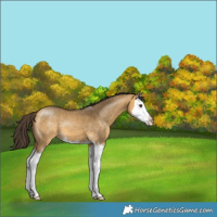 Horse Color:Buckskin Dun Splash 