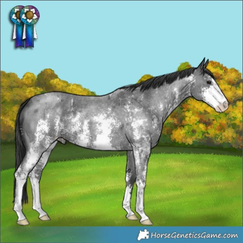 Horse Color:Blue Roan Mushroom Sabino 