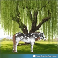 Horse Color:White Spotted Liver Chestnut 