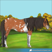 Horse Color:White Spotted Bay Tobiano 