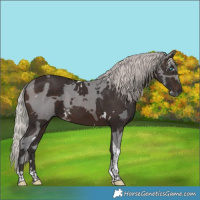 Horse Color:White Spotted Silver Brown Merle Tobiano