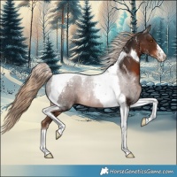 Horse Color:Powder White Liver Chestnut Tobiano 