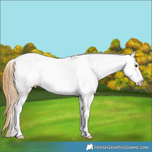 Horse Color:Chestnut Tobiano Frame Appaloosa 