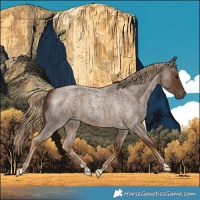 Horse Color:Chocolate Palomino Roan 