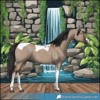 Horse Color:White Spotted Liver Red Dun Tobiano