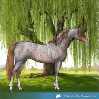 Horse Color:Powder White Liver Red Roan 