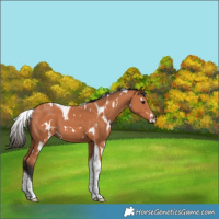 Horse Color:White Spotted Bay Tobiano 