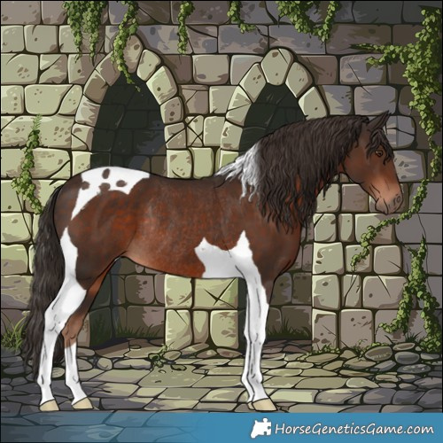 Horse Color:Liver Chestnut Tobiano Rabicano