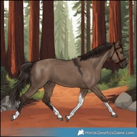 Horse Color:Liver Red Dun Tobiano 