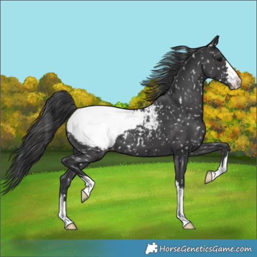 Horse Color:Black Appaloosa 