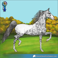 Horse Color:Black Appaloosa
