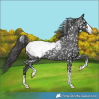 Horse Color:Black Appaloosa
