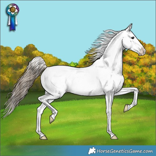 Horse Color:Smoky Black Appaloosa 