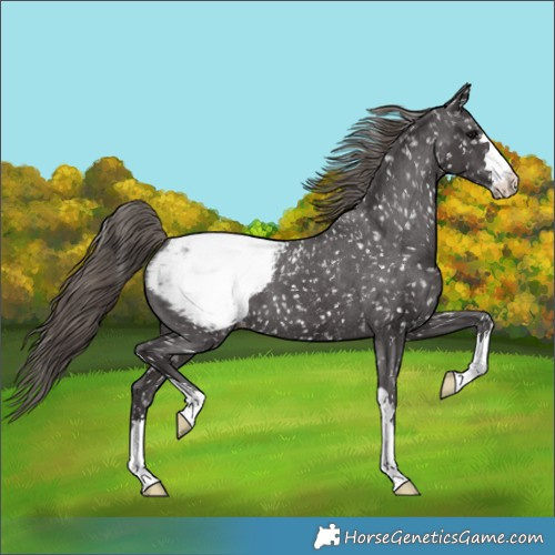 Horse Color:Smoky Black Appaloosa 