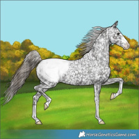 Horse Color:Smoky Black Appaloosa 