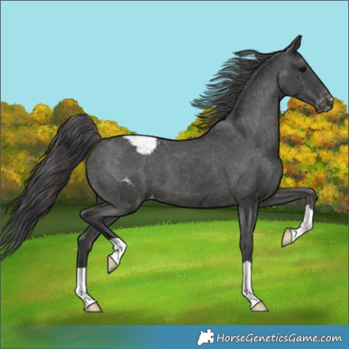 Horse Color:Black Appaloosa 