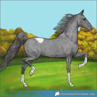 Horse Color:Black Appaloosa 