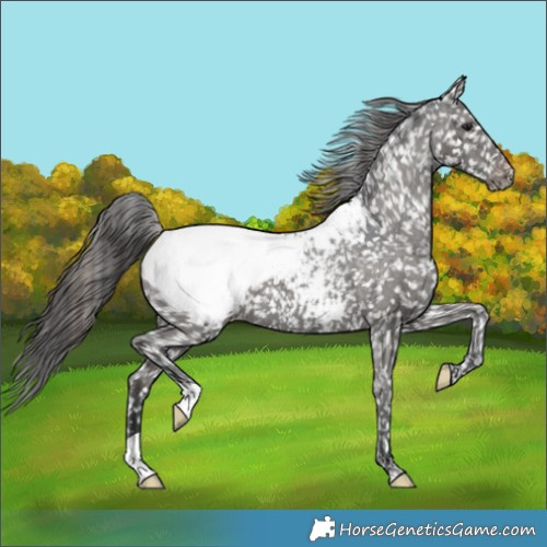 Horse Color:Black Appaloosa 