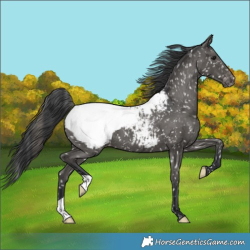 Horse Color:Black Appaloosa 